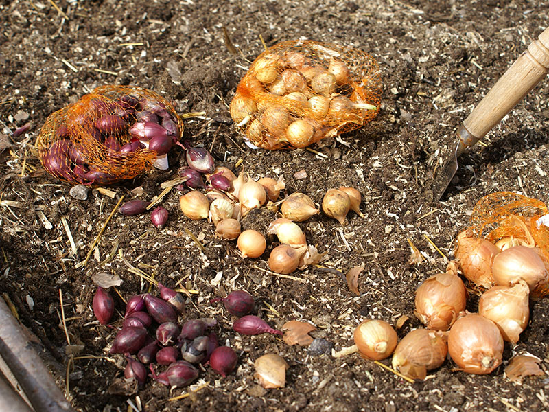Sättlök redo för plantering i jord