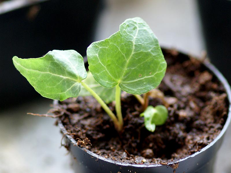 stickling från murgröna med gröna blad