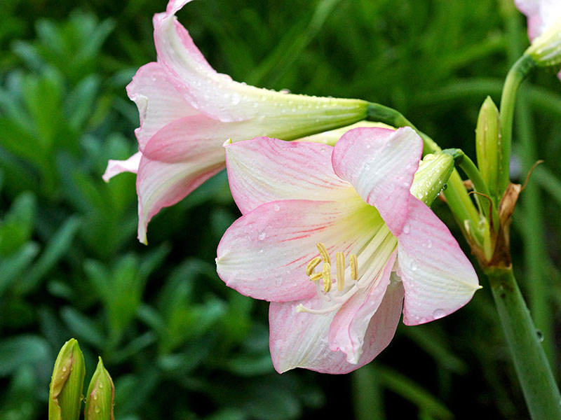 Amaryllis Sonatini 'Pink Rascal'
