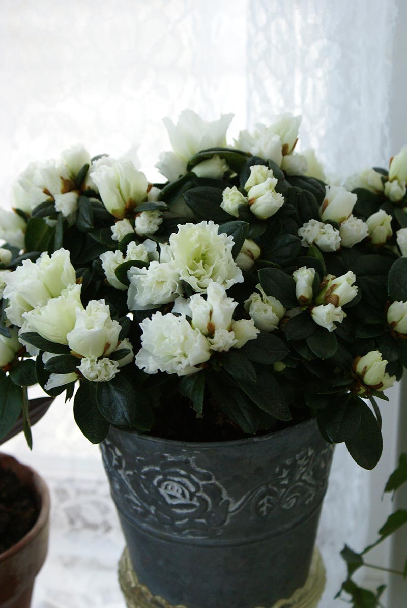 julblomman azalea med vita blommor
