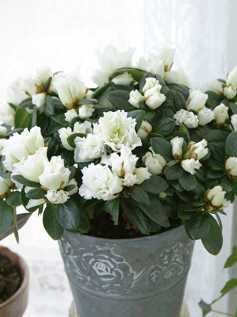 julblomman azalea med vita blommor - LL