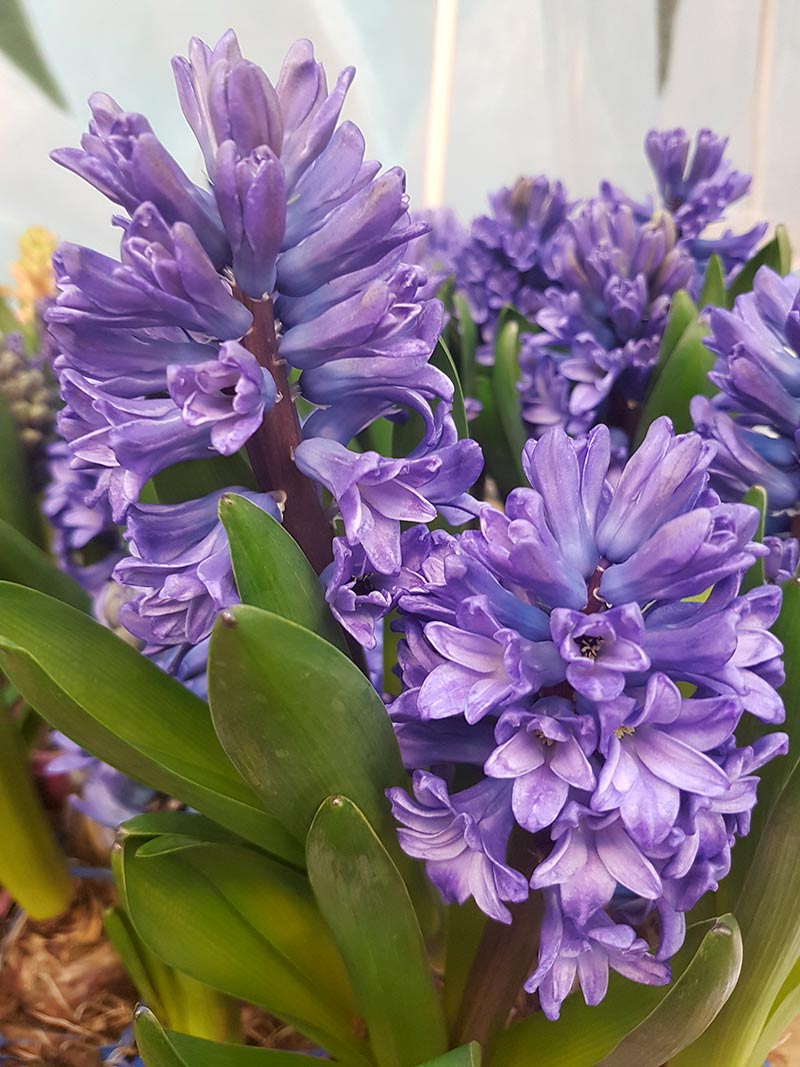 Julhyacint med blå blommor