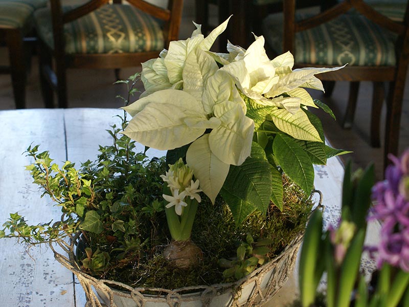 Julgrupp med vita blommor, hyacint och julstjärna