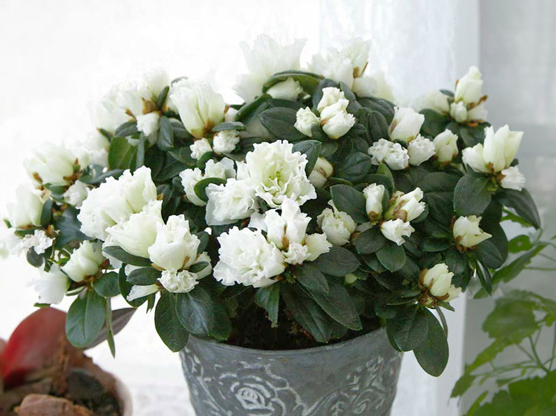 julblomman azalea med vita blommor - LL