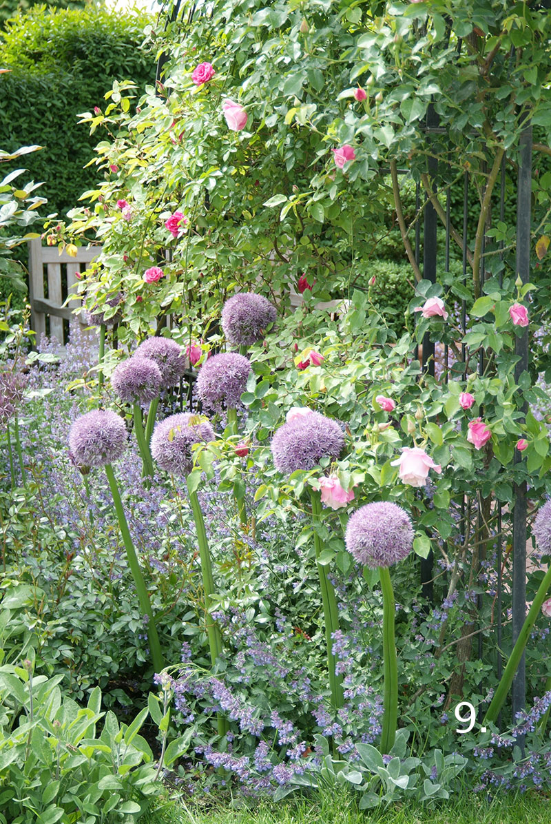 Allium bollök i trädgård