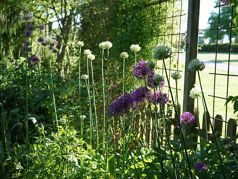 Allium bollök i trädgård - LS