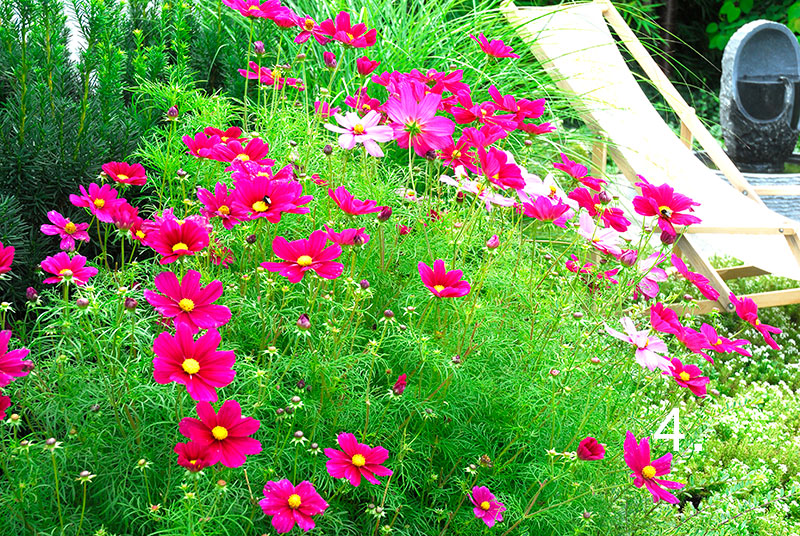 Rabatt med rosenskära Cosmos