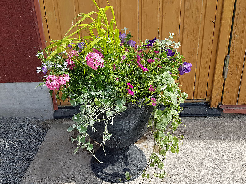 Mix av olika sommarblommor i stor urna