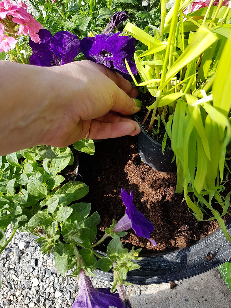 Plantor ställs ut innan de planteras Plantor ställs ut innan de planteras