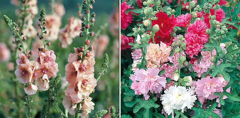 Kungsljus och stockros torktåliga blommor