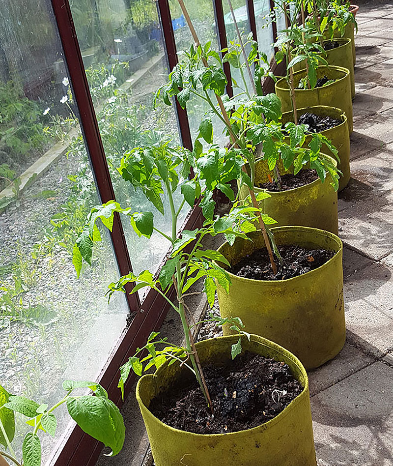 Odlingssäck vigoroot till tomatplanta