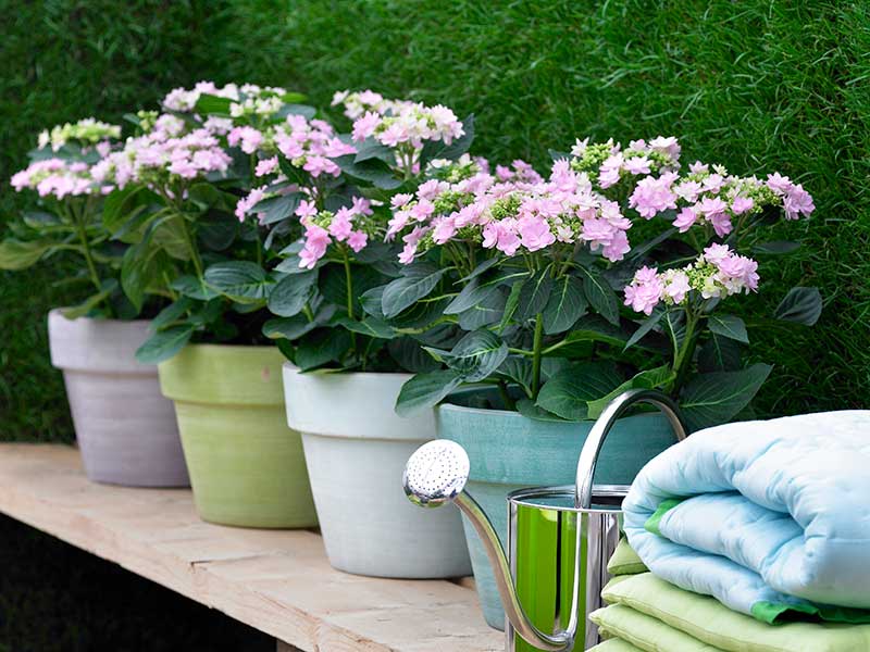 Utekrukor av glacerad keramik till hortensia
