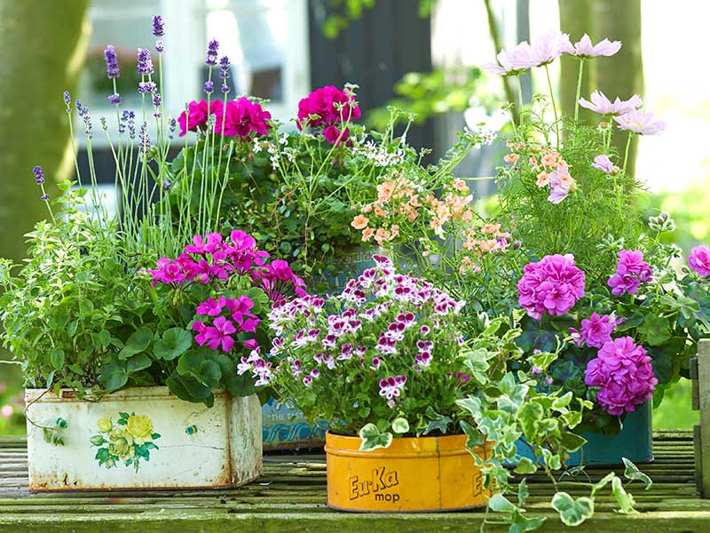 Plåtlådor som utekrukor till sommarblommor