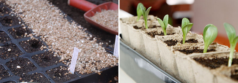 frösådd i brätte med vermiculite