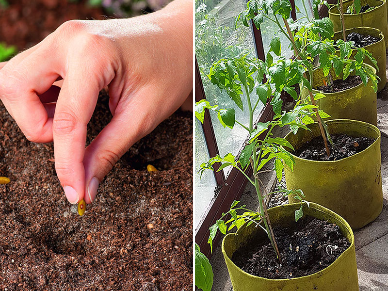 Frösådd av böna och tomatplantor i Viggoroot