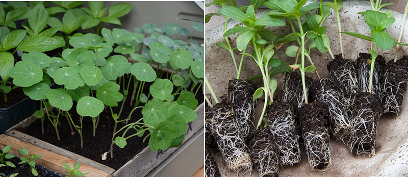 Omplantering av fröplantor Omplantering av fröplantor