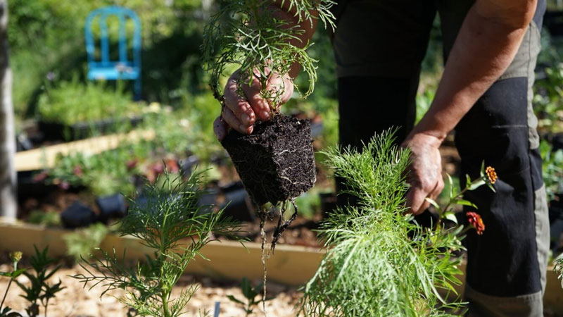 Utplantering av småplantor i trädgårdsland - LS