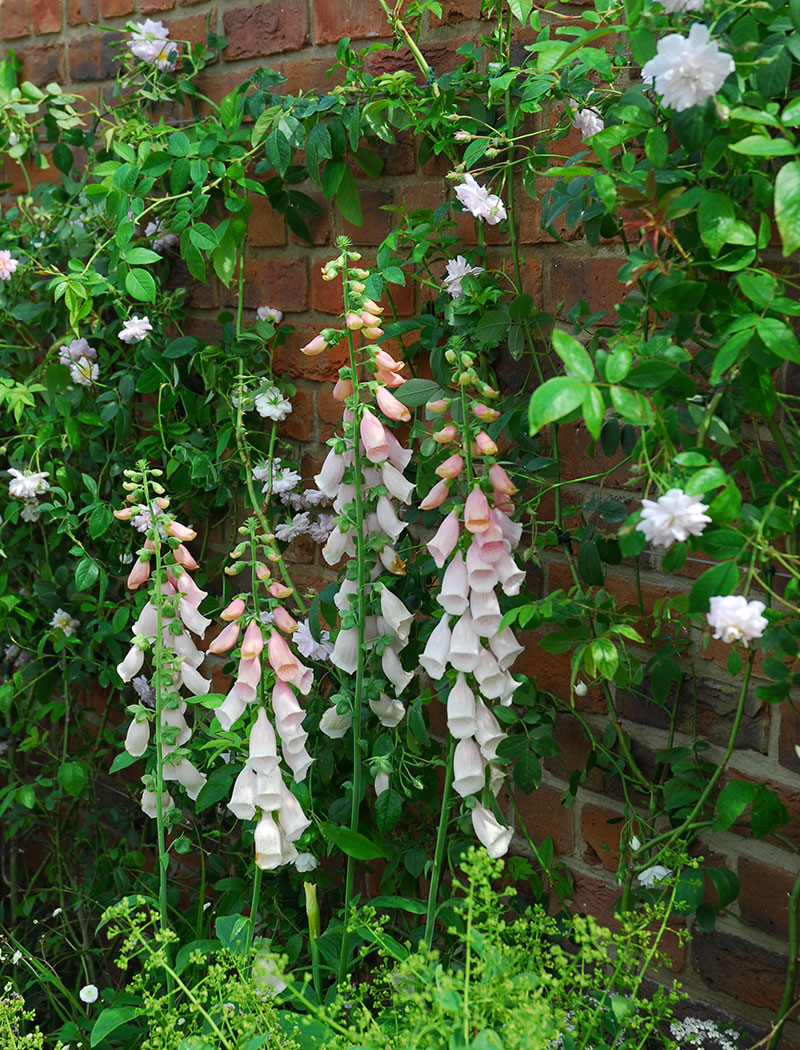 Fingerborgsblomma i rabatt