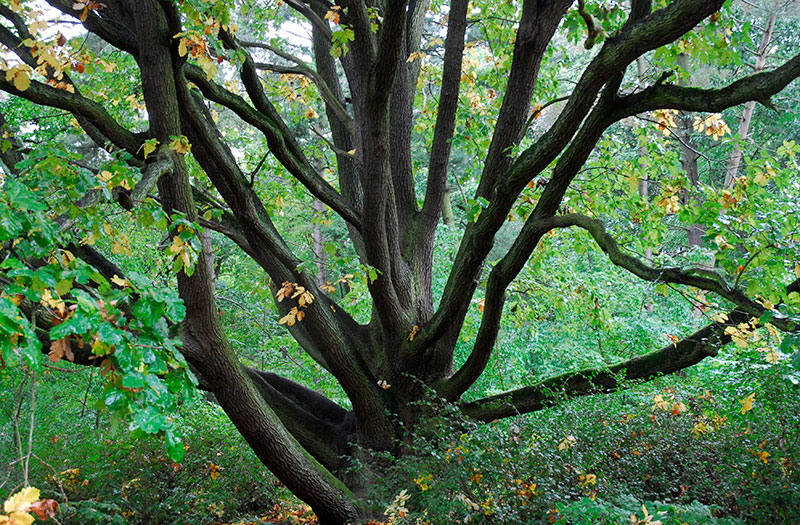 Flikbok, Fagus sylvatica