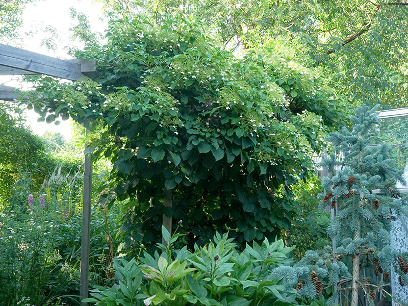 Klätterhortensia som klär in en pergola - LS