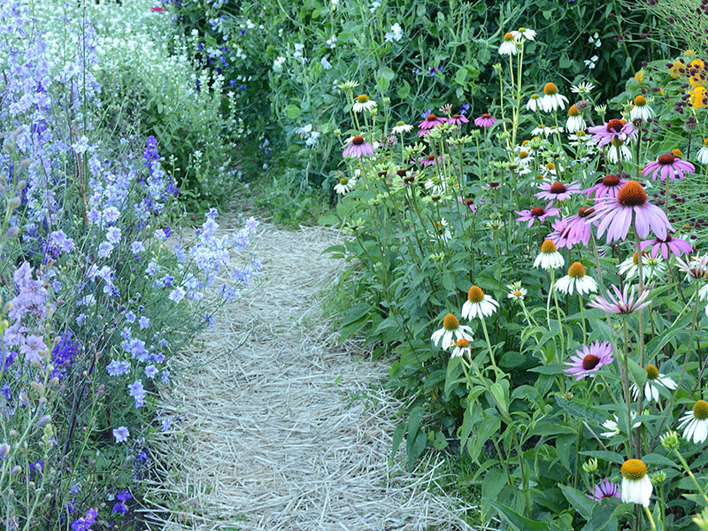 lättskötta blommor trädgård lättskötta blommor trädgård