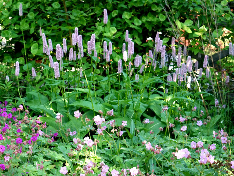 Rådjurssäkra perenner i rabatt