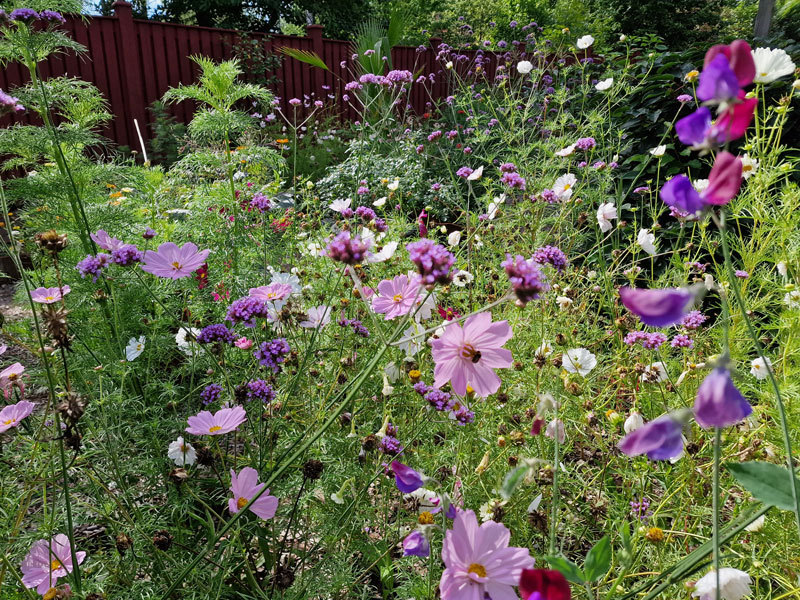 Rosenskära, jätteverbena och luktärt - rådjurssäkra sommarblommor