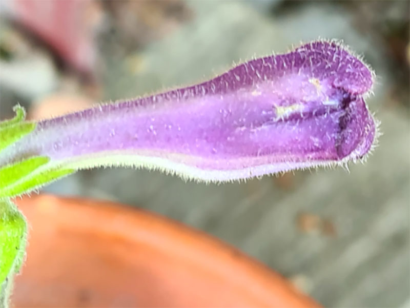 blomknopp skadad av amerikanskt blomstertrips
