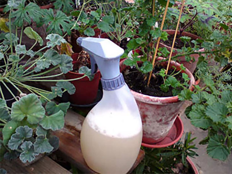 Rengöringsmedel för växthus i sprayflaska