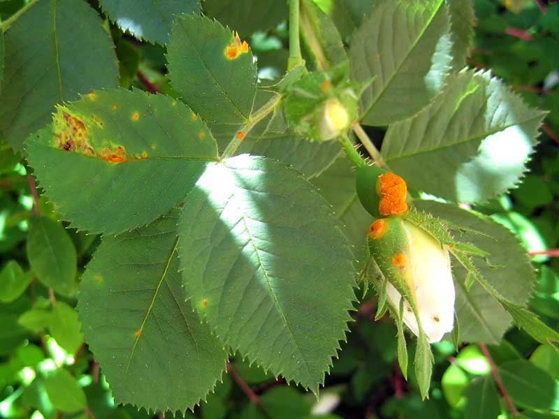 Rosrost på blad och blomknopp - LL Rosrost på blad och blomknopp - LL