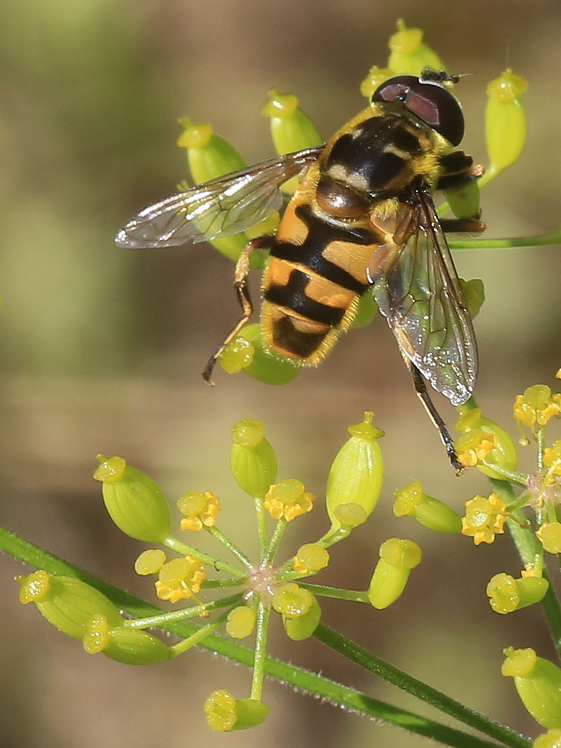 Blomflugan är en viktig pollinerare