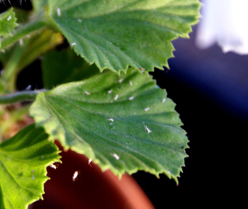 vita skinn från bladlöss på ett pelargonblad - LL