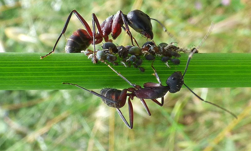 Myror som lever på bladlössens exkrementer