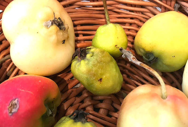 Äppelkart angripna av bladlöss, kattäpplen
