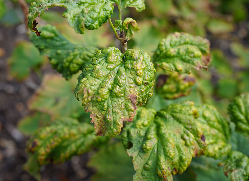Buckliga vinbärsblad av bladlusangrepp
