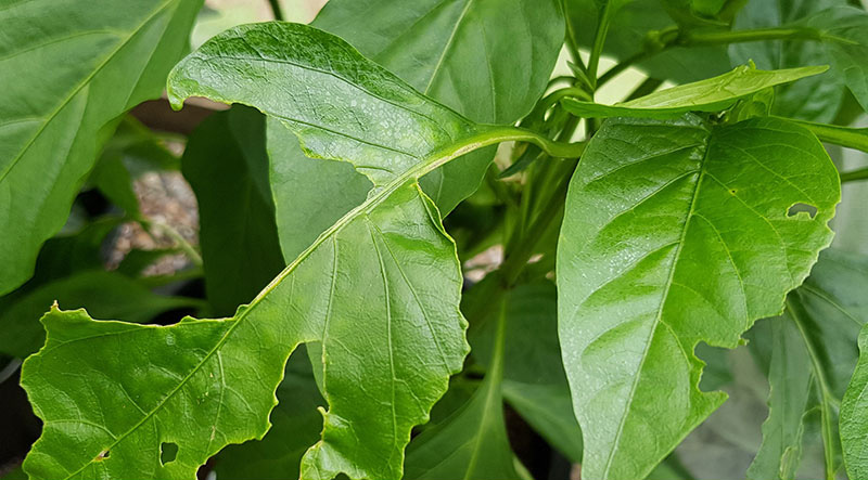 Blaskador av sniglar på chiliplanta - x