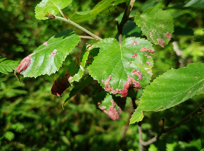 Gökblod, gallkvalster, Eriophyes longisetosus