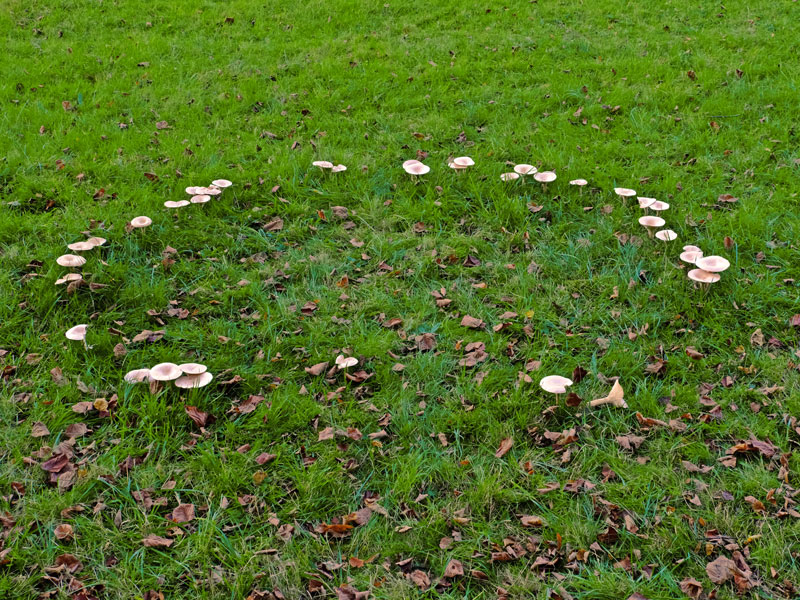 Häxring av svampar i gräsmattan - AS