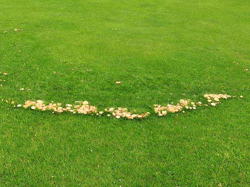 HÄxring med svampar i gräsmatta