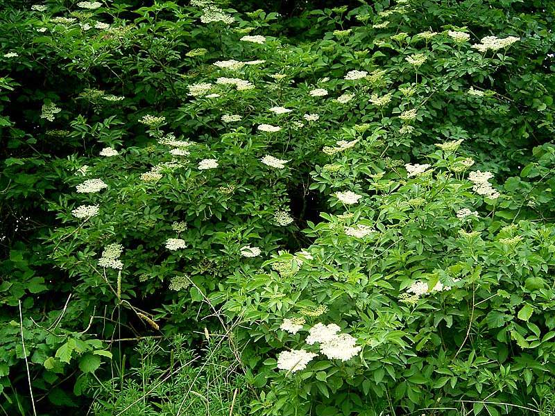 Fläderbuske med blommor