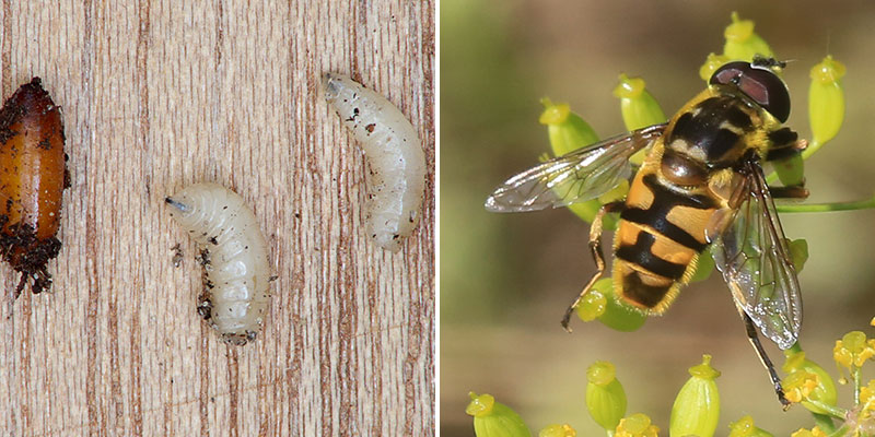 Larv, puppa och insekt av blomfluga som nyttodjur