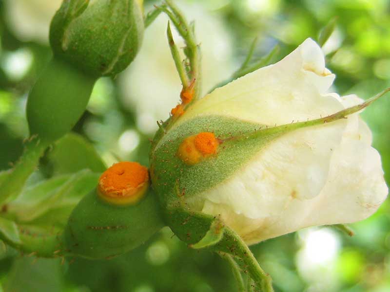 Rosrost på blomma