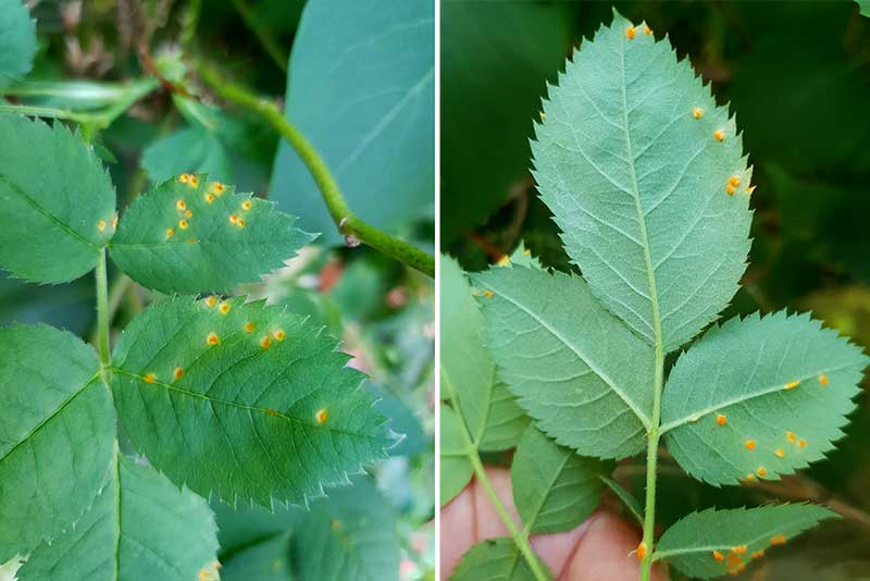 Rosrost med gulorange prickar på bladen - LL