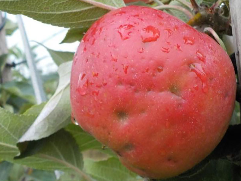 Hagelskada på äpple