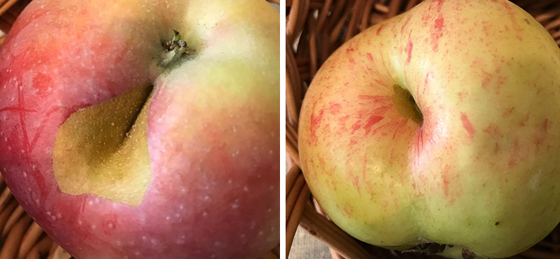 Skada av stinkfly på äpple