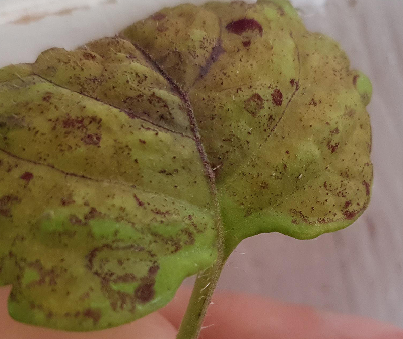 Palettblad med sugskador längs bladnerven