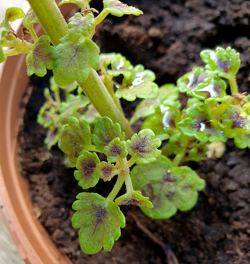 Dvärgväxta blad på coleus