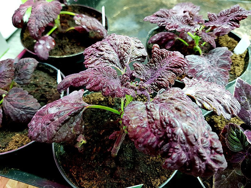 Omplantering av palettblad