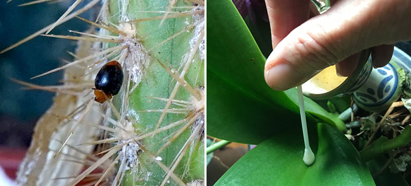 Biologisk bekämpning av sköldlöss med nyckelpigor och t-sprit