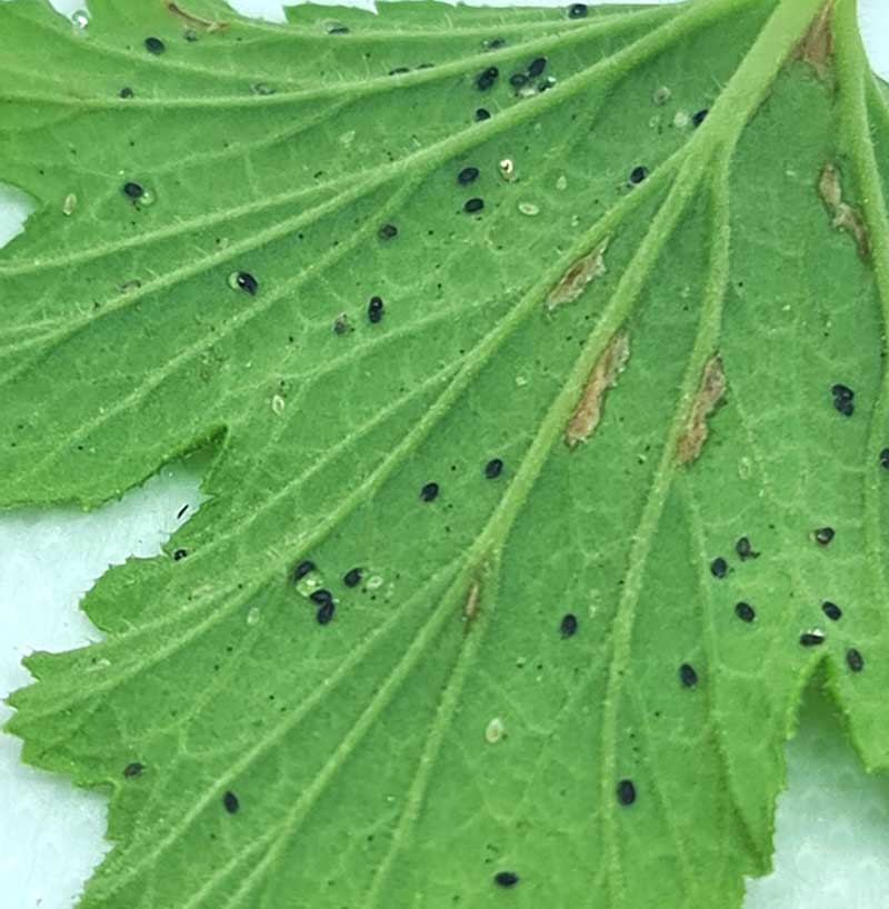 Biologisk bekämpning av vita flygare med parasitstekel